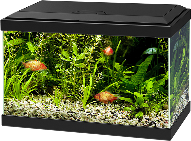 Ciano Aqua 20 Aquarium With L.e.d Light Black (1050x700), Png Download