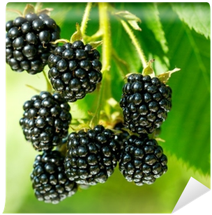 Pre-stratified Jumbo Thornless Blackberry Seeds, Juicy, (400x400), Png Download