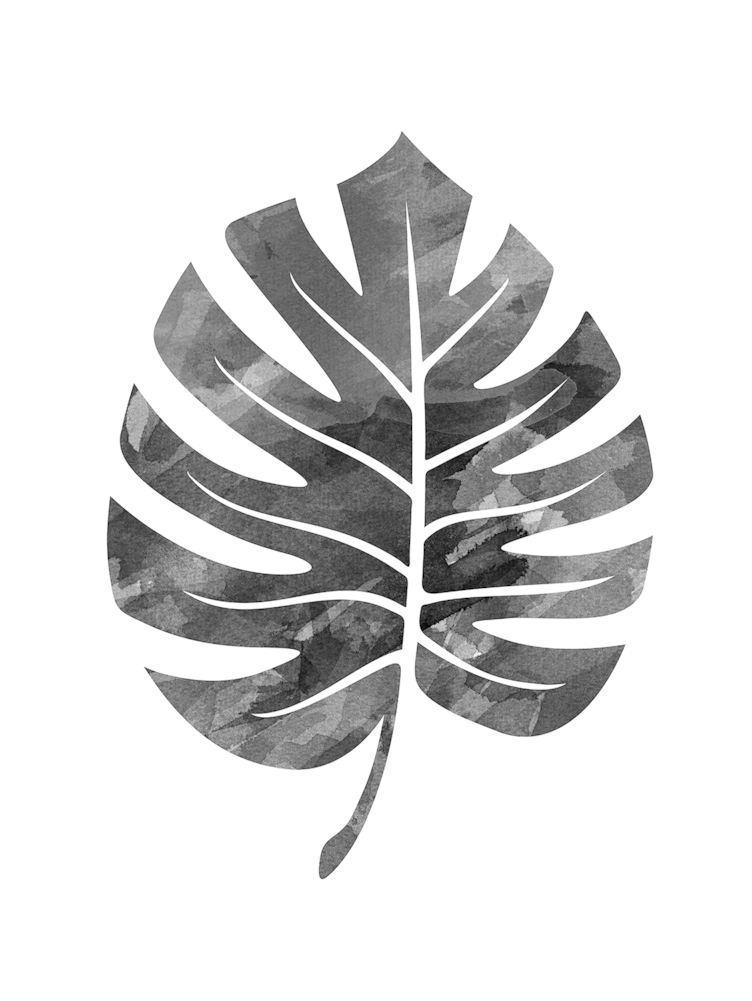 Monstera Leaf (1000x1000), Png Download