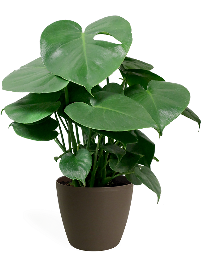 Monstera Deliciosa Small - Swiss Cheese Plant (700x889), Png Download