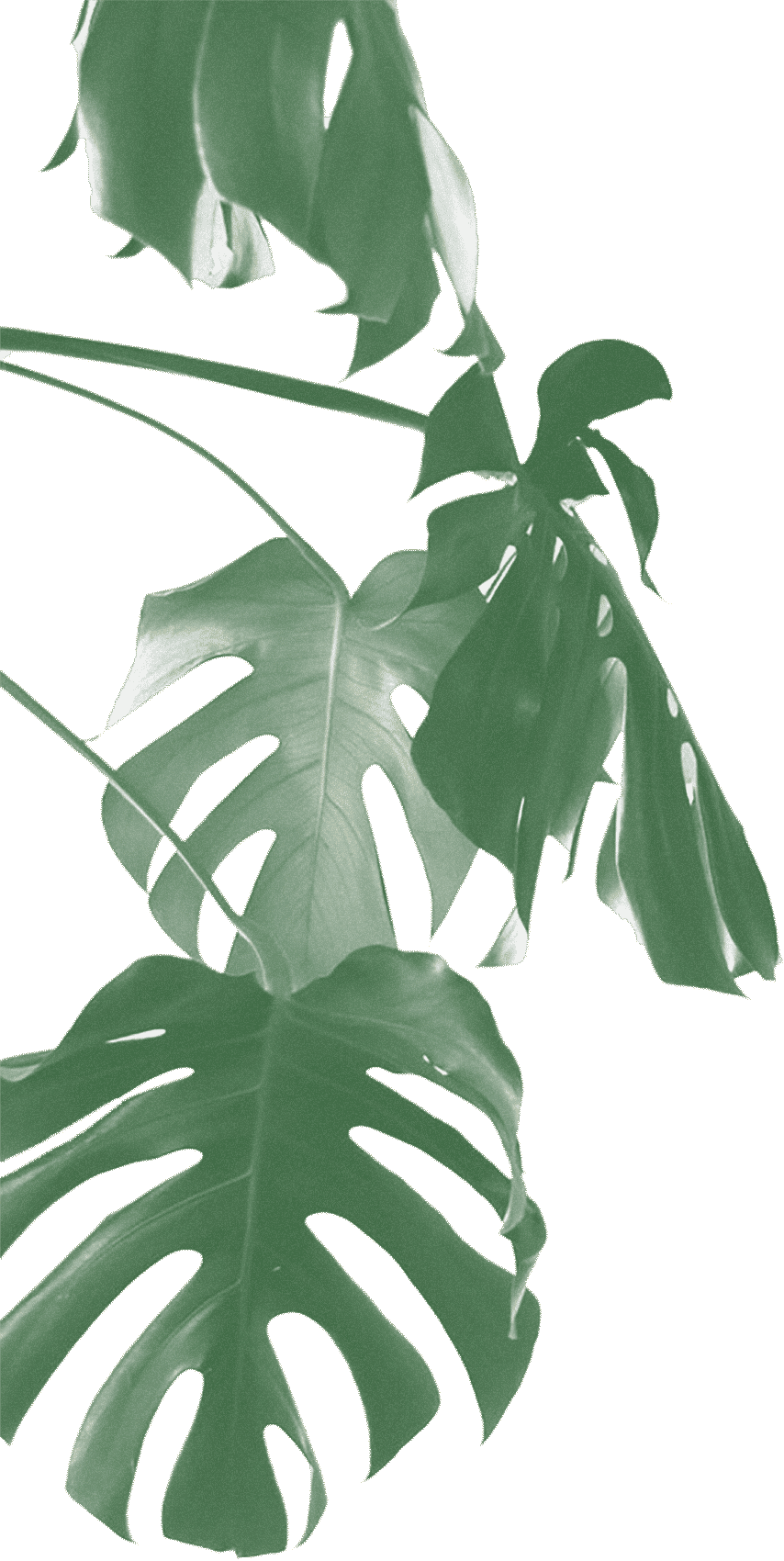 #1 - Swiss Cheese Plant (854x1700), Png Download