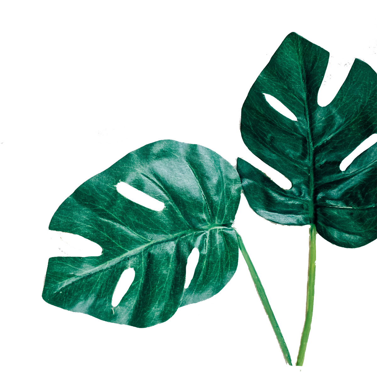 Leafs - Minimal Spring (1200x1185), Png Download