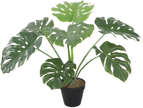 Monstera 8 Leaves 60cm - Μονστερα (500x500), Png Download