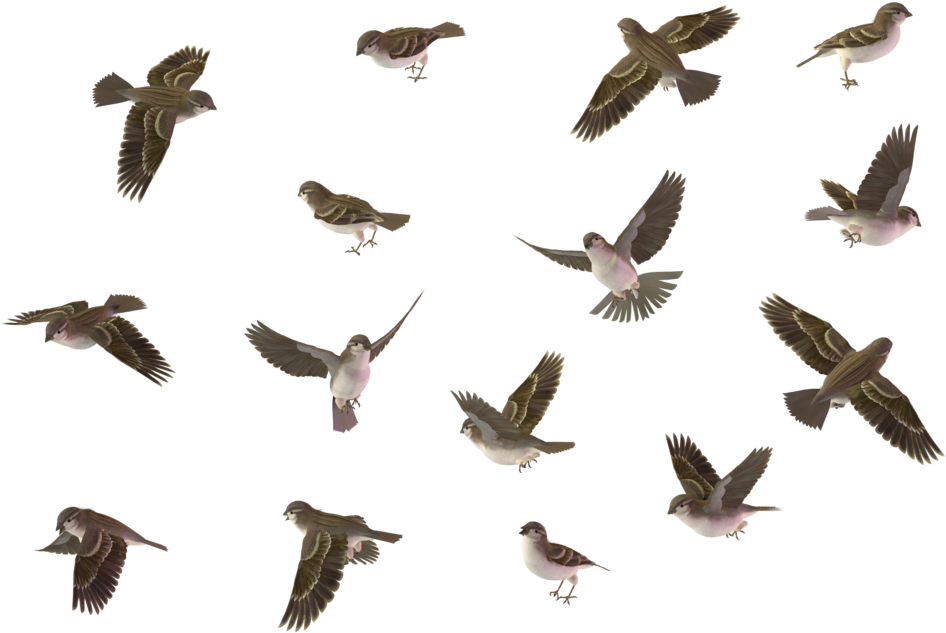 Bird Set House Sparrow Female 01 By Wolverine House - Bird Set Png (1024x639), Png Download