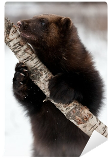 Wolverine Animal Snow (400x400), Png Download