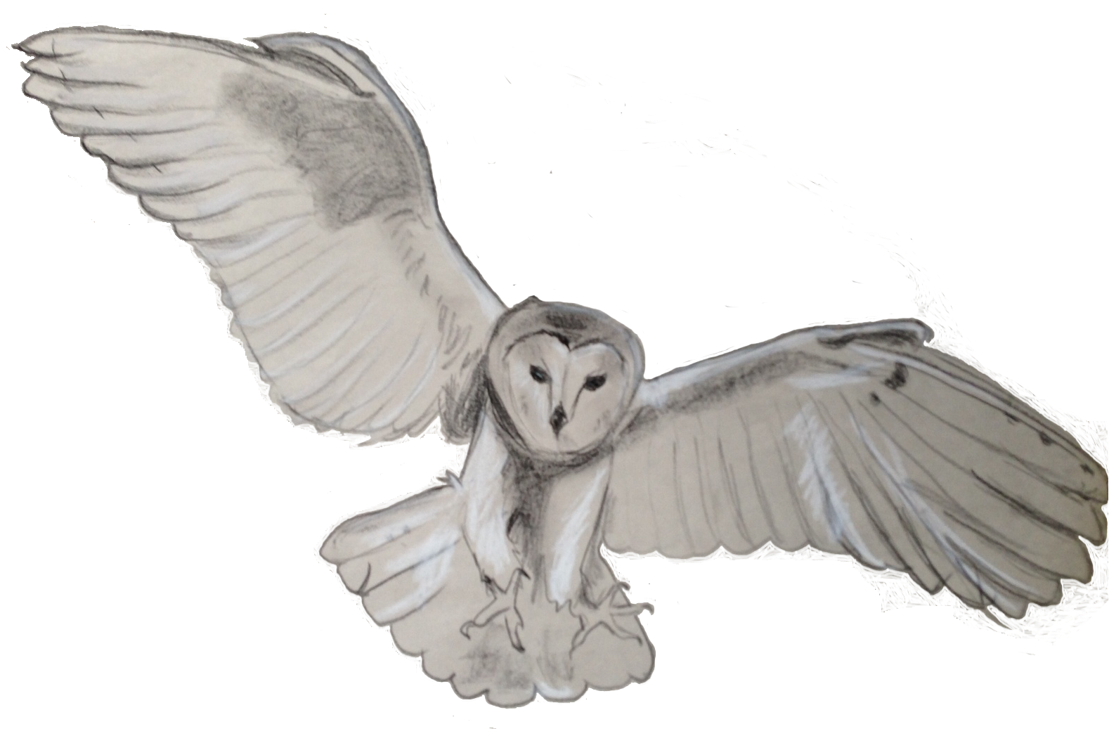 Barn Owl Png Transparent - Owl Png (1584x1049), Png Download