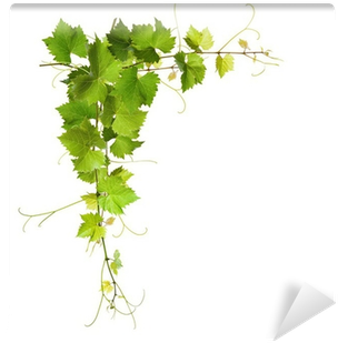 Bunch Of Green Vine Leaves And Grapes Vine Wall Mural - Grape Vine (400x400), Png Download