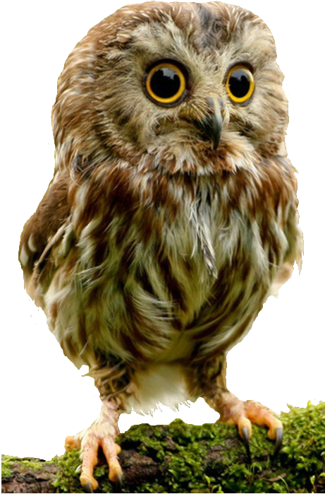 Cute Animals Mobile Wallpapers Hd (474x716), Png Download