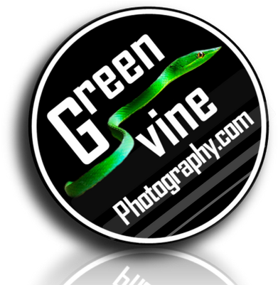 Green Vine - Need Coffee - 25mm 1" Button Badge - Cute Novelty Office (400x400), Png Download