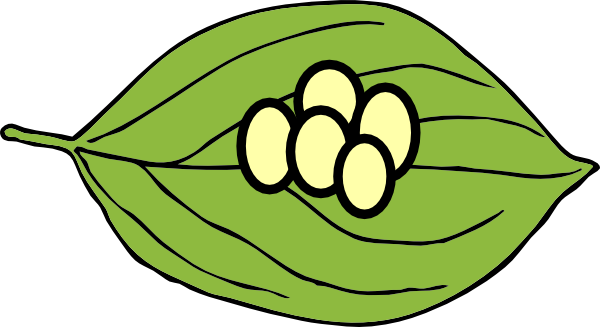 Butterfly Eggs Clipart Leaf - Egg Stage Of Butterfly Clipart (600x327), Png Download