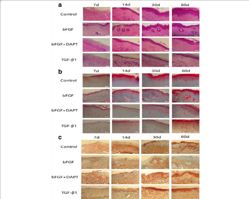 Histological Features And Expression Of Α-sma Of The - Histology (850x679), Png Download