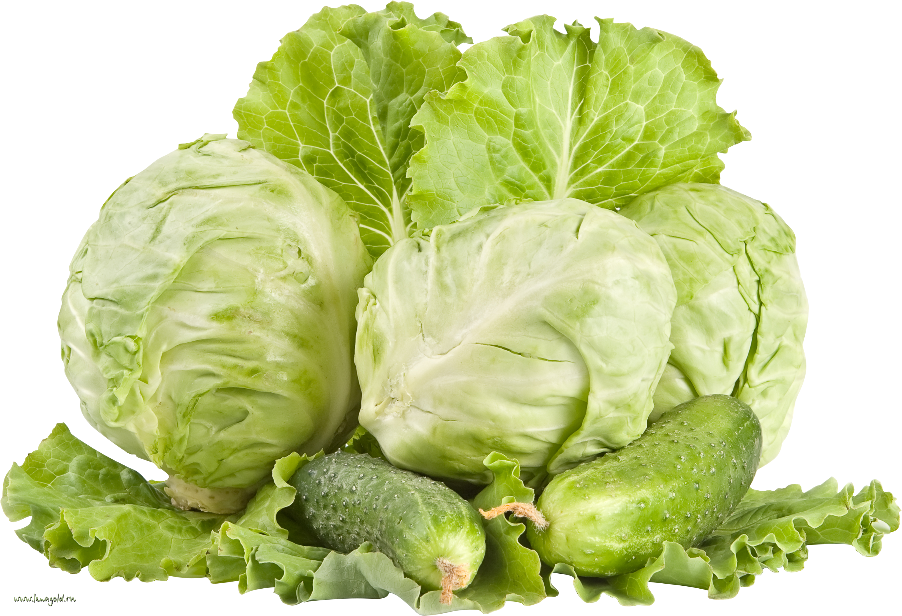 Cabbage Png Image - Kubis Png (3067x2094), Png Download