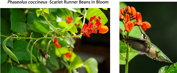 Runner Bean (724x309), Png Download