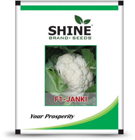 Shine Brand Seeds Hybrid Cauliflower Seed - Seed Pack Infrastructure Pvt Ltd (480x500), Png Download