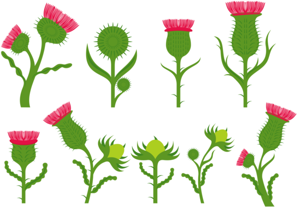 Vetores De Flores Do Cardo - Flor De Cardo (700x490), Png Download