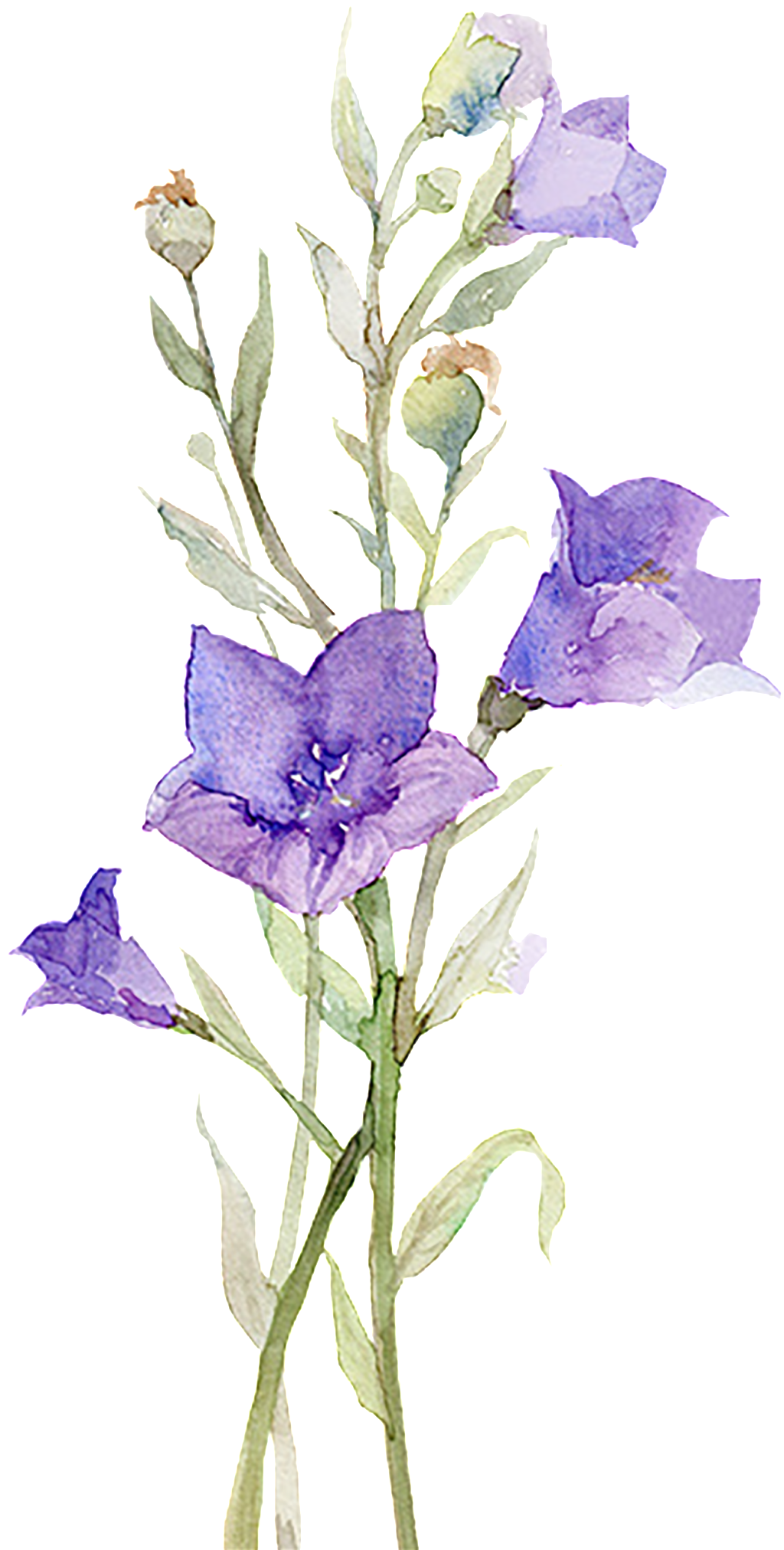Flores Moradas Publicidad Elementos Románticos - Mantel Antimanchas Summer Atenas (1024x2024), Png Download