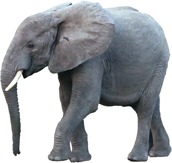 Desidero Ricevere Informazioni Commerciali Come Specificato - Indian Elephant (600x590), Png Download
