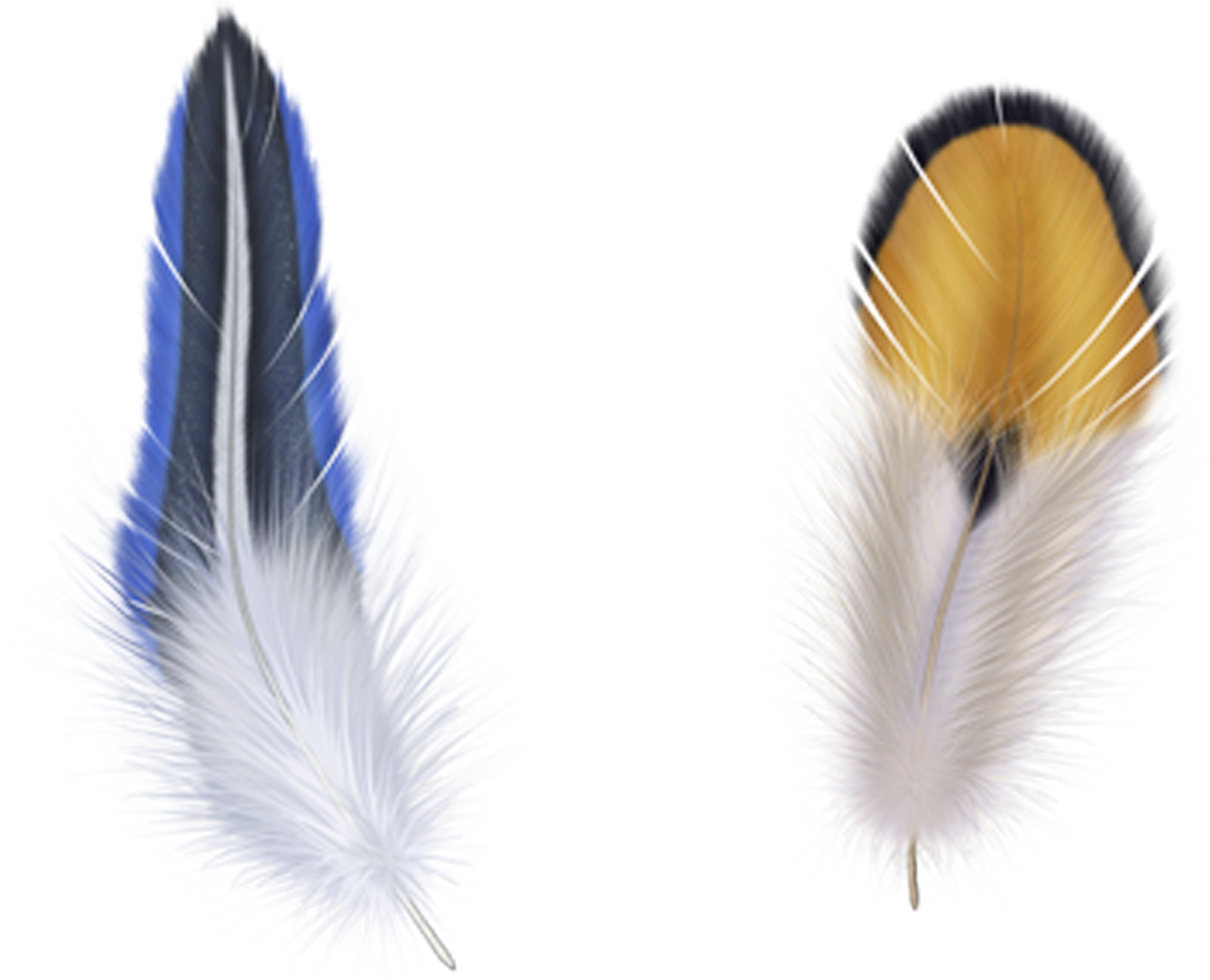 Clip Art Blue Transprent Png Free - Feathers Metal Travel Mug - By Mark Ashkenazi (1533x1241), Png Download