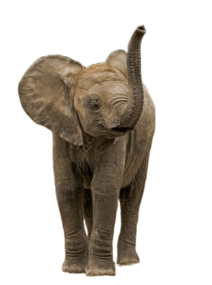 Elephant Whisperer By Lawrence Anthony (400x400), Png Download