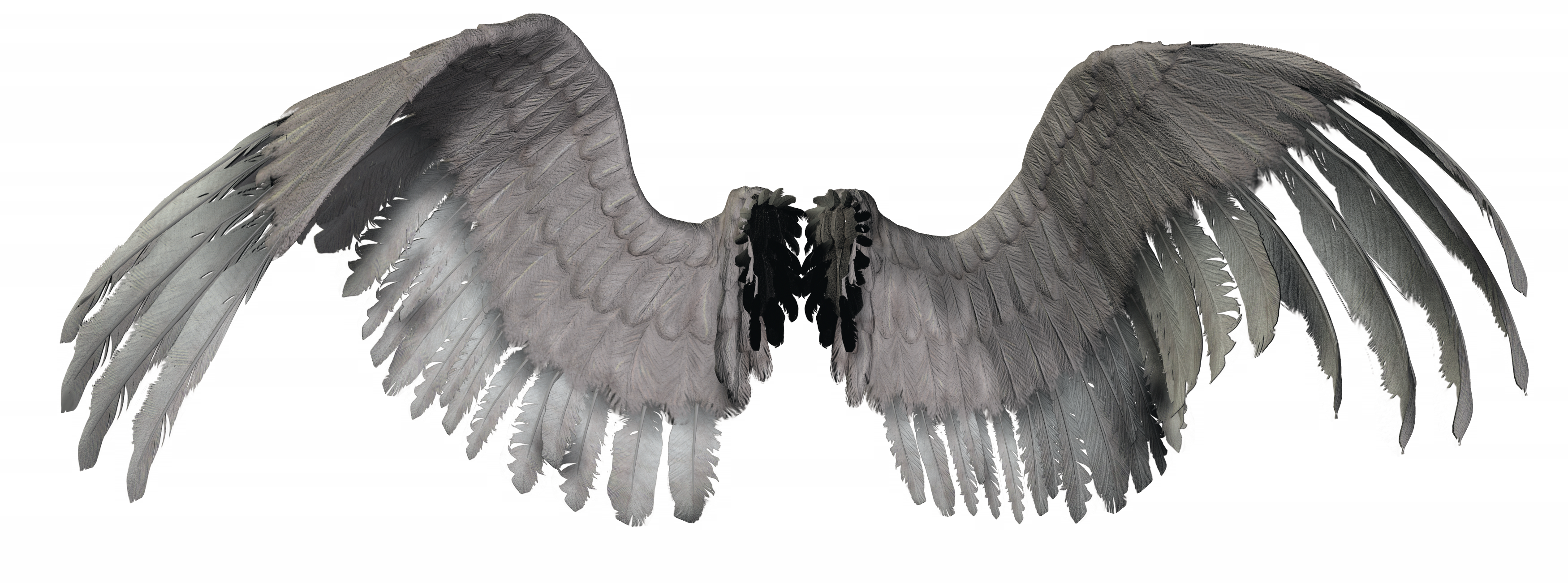 Neue Neoangel Federwin - Flügel Png (3500x1302), Png Download