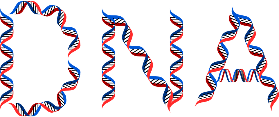 Dna And Weight Loss - Dna Typography (960x480), Png Download
