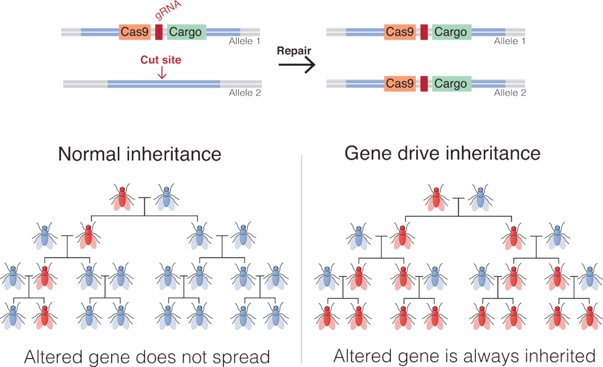 Saliva & Prevents Transmission - Gene Drive Crispr (1199x730), Png Download