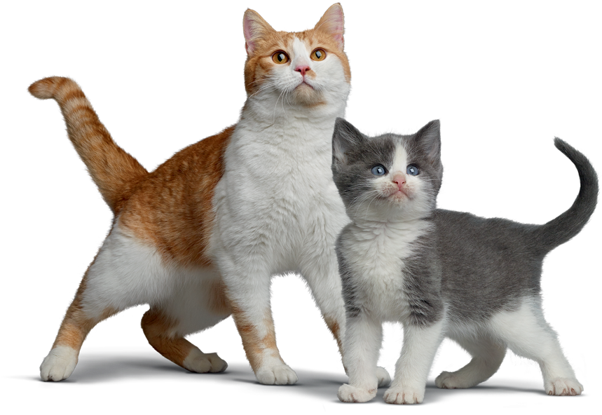 La Médica Veterinaria De Nestlé Purina Explica Que - Domestic Short-haired Cat (1181x653), Png Download