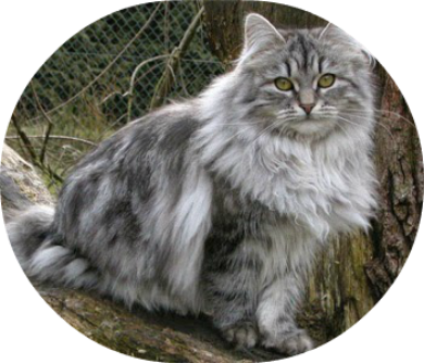 Animais Gatos Bosques Da Noruega Gato Gigante Raça - Gatos Dos Bosques Da Noruega (390x334), Png Download