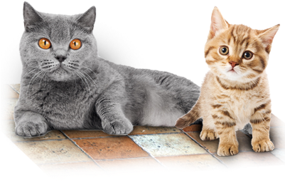 Mascotas - Perros Mascotas - Gatos - My First Books Of Words [book] (400x400), Png Download