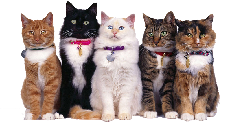 Camas, Alimentos Y Accesorios (1366x442), Png Download