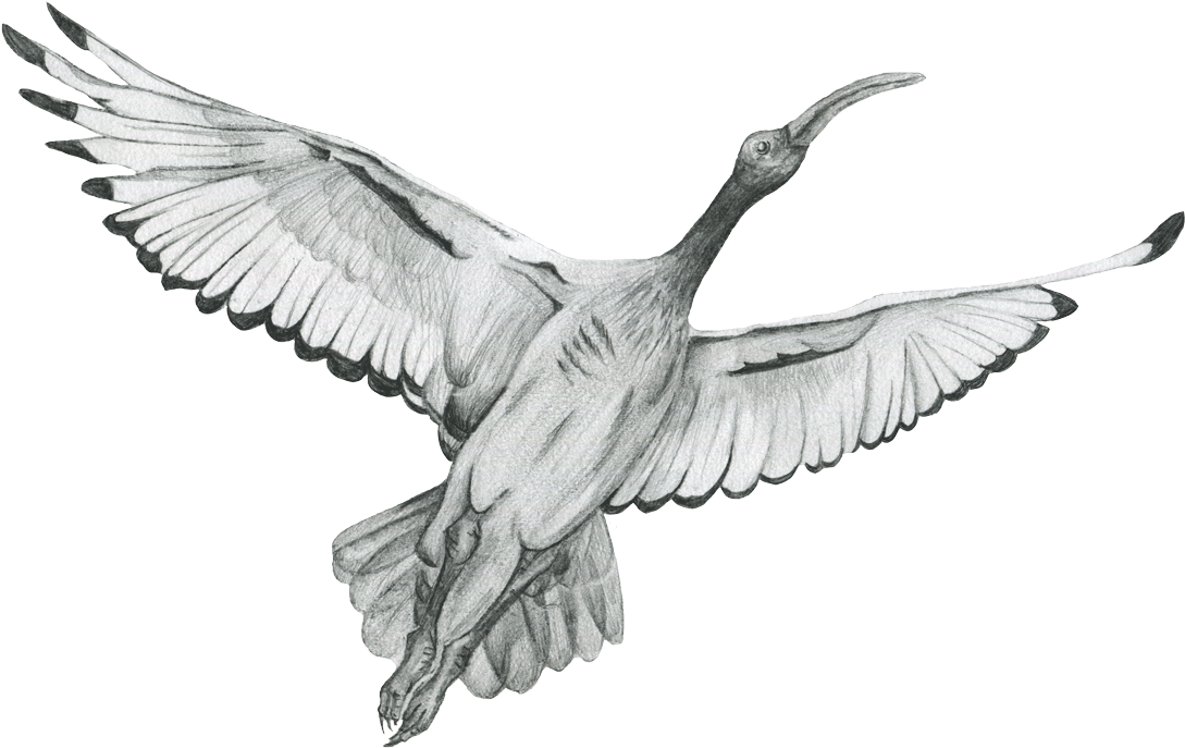 The Ibis Vector Black And White Stock - Rock Dove (1170x850), Png Download