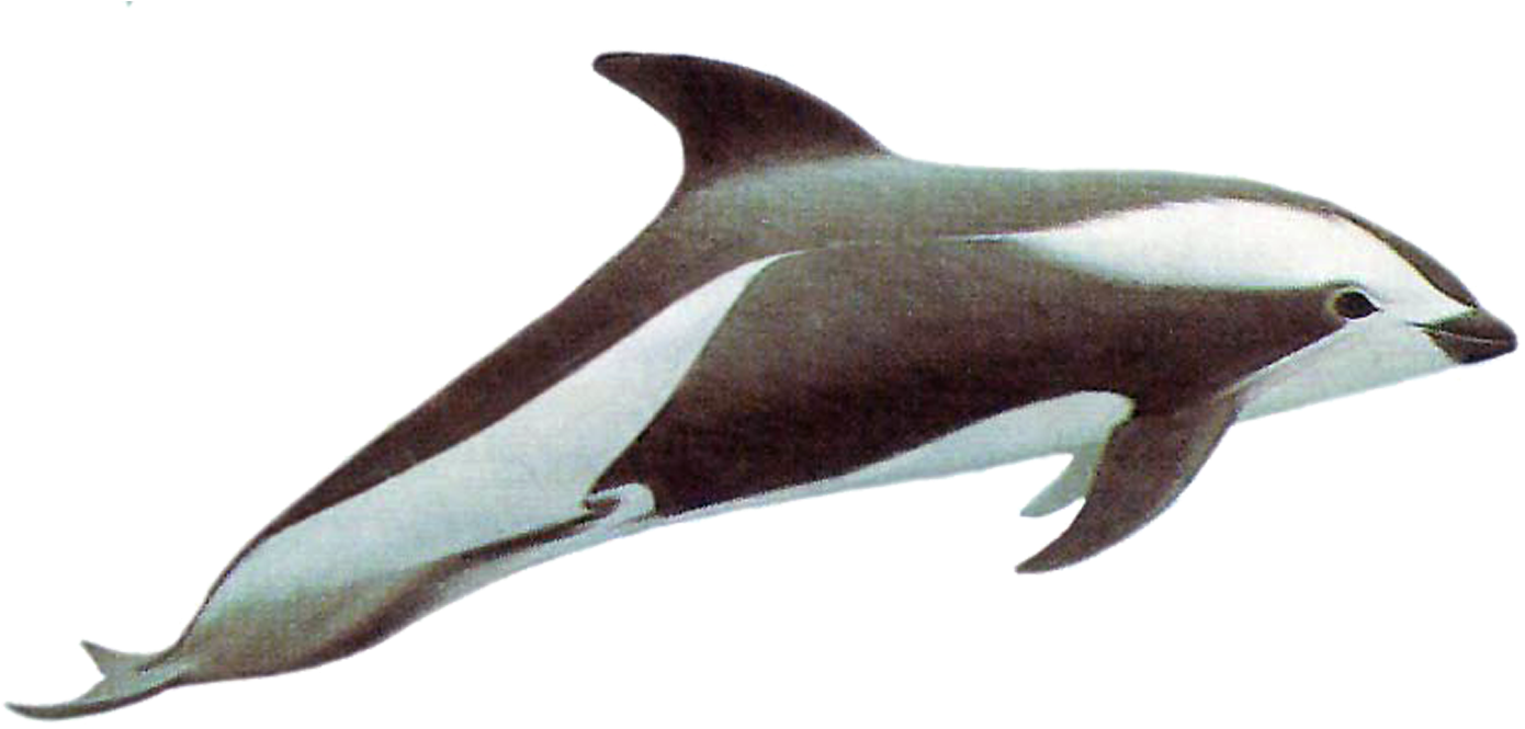 Drawn Dolphins Hourglass Dolphin - Hourglass Dolphin Png (1500x725), Png Download