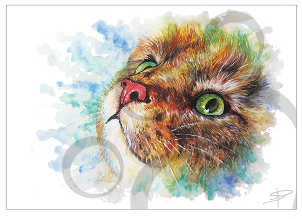 Tabby Face - Tabby Cat (591x591), Png Download