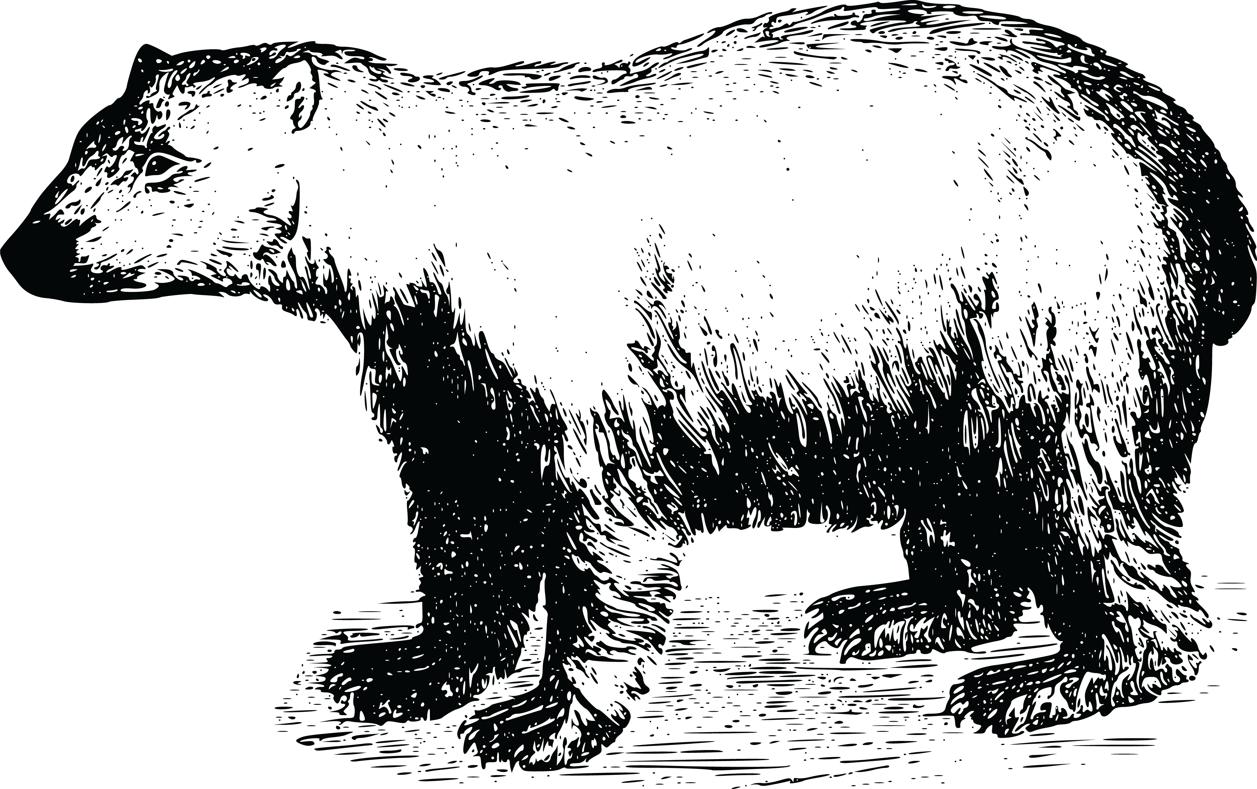 Free Clipart Of A Polar Bear - Papa Bear T-shirt (4000x2512), Png Download