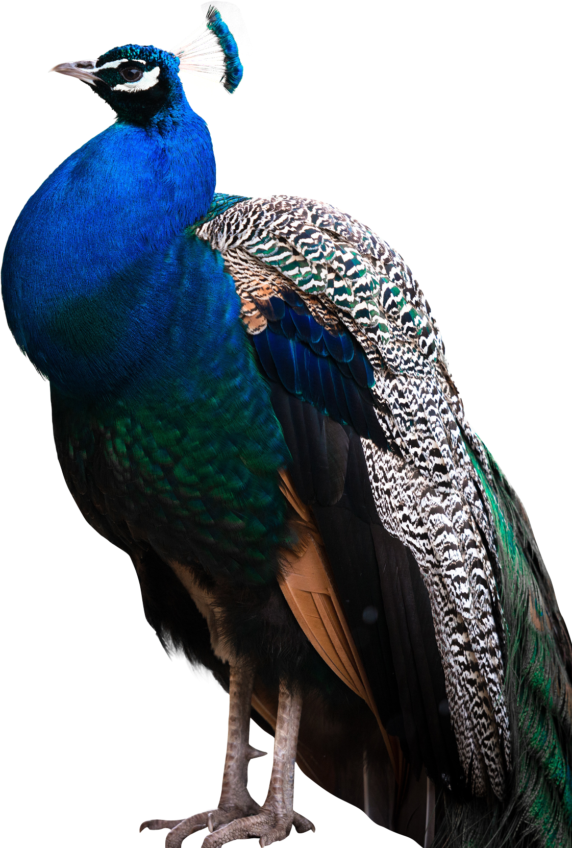 Peacock Feather Transparent Background - Peacock Images Hd Png (500x709), Png Download