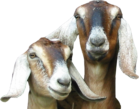 Let's Keep In Touch - Goat (472x370), Png Download