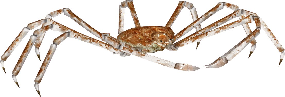 Spider Crab Png - Crab (1138x1138), Png Download