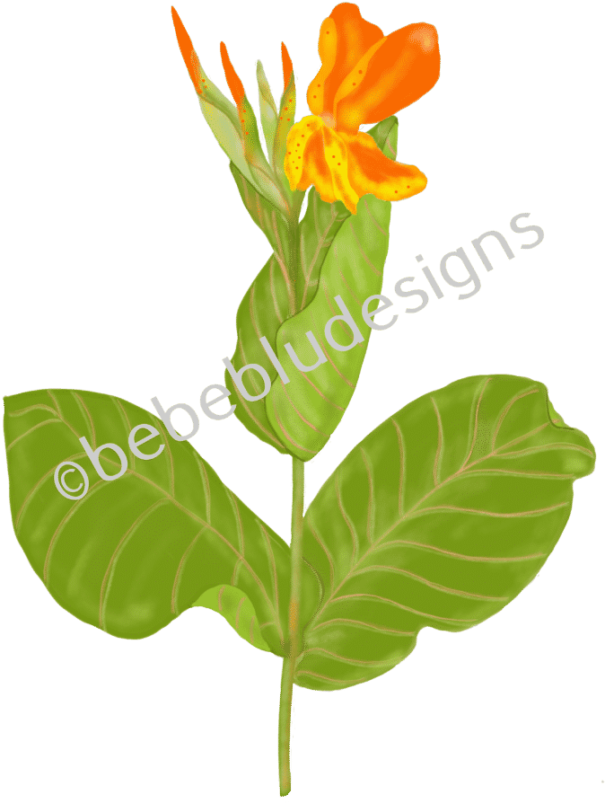 Tropicanna Gold Bud - Gold (719x1024), Png Download