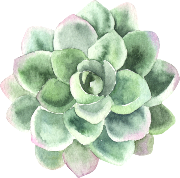 Find Support In Your Process Of Personal Transformation - Thank You Card With Succulents (600x594), Png Download