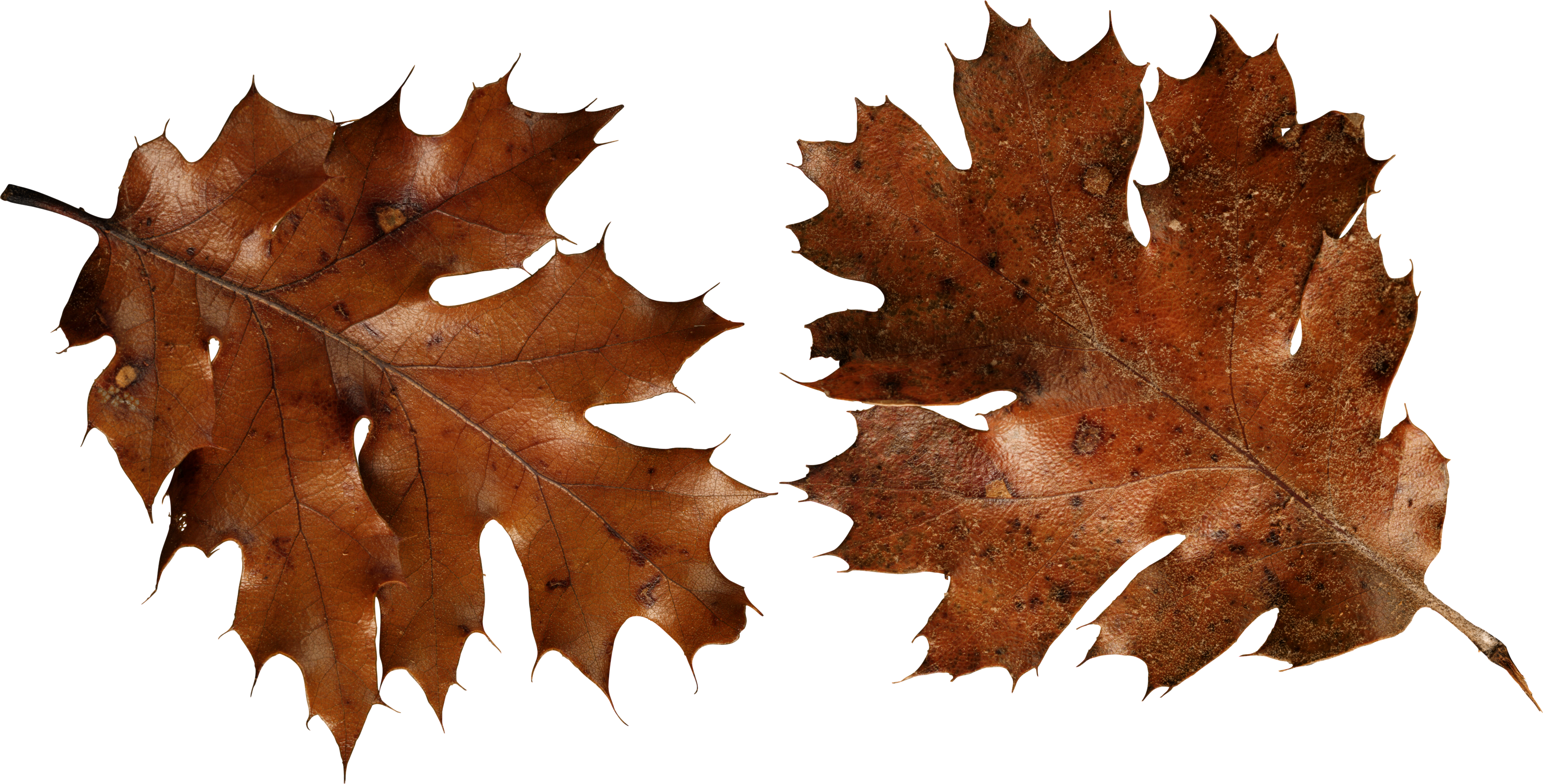 Brown Autumn Leaves Png Image - Autumn Leaf Png Brown (3625x1843), Png Download