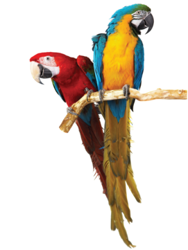 Parrot Cages - Two Parrot (480x360), Png Download