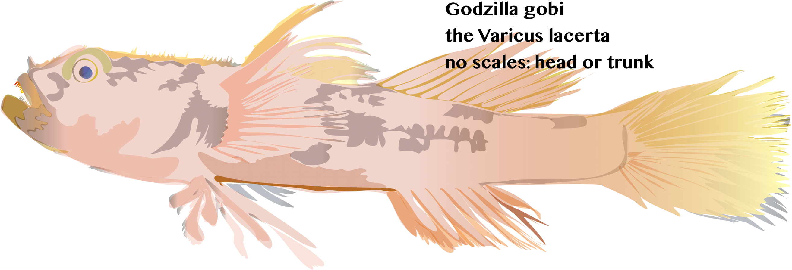 Tornabene L, Robertson Dr, Baldwin Cc Varicus Lacerta, - Cabezon (fish) (2950x1474), Png Download