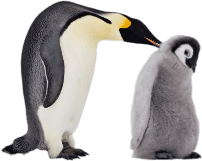 Mum And Baby Penguin - Penguin (400x400), Png Download