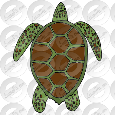 Turtle Clipart Sea Plant - Clip Art (380x380), Png Download