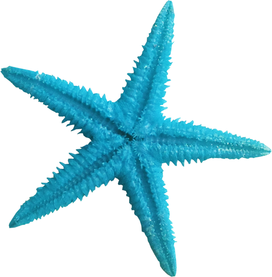Ldw Underpalmtree Seastar-blue - Transparent Background Starfish Png (785x800), Png Download