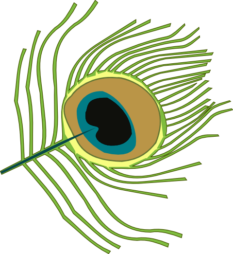 Krishna Clipart Peacock Feather - Peacock Feather Clip Art (480x522), Png Download