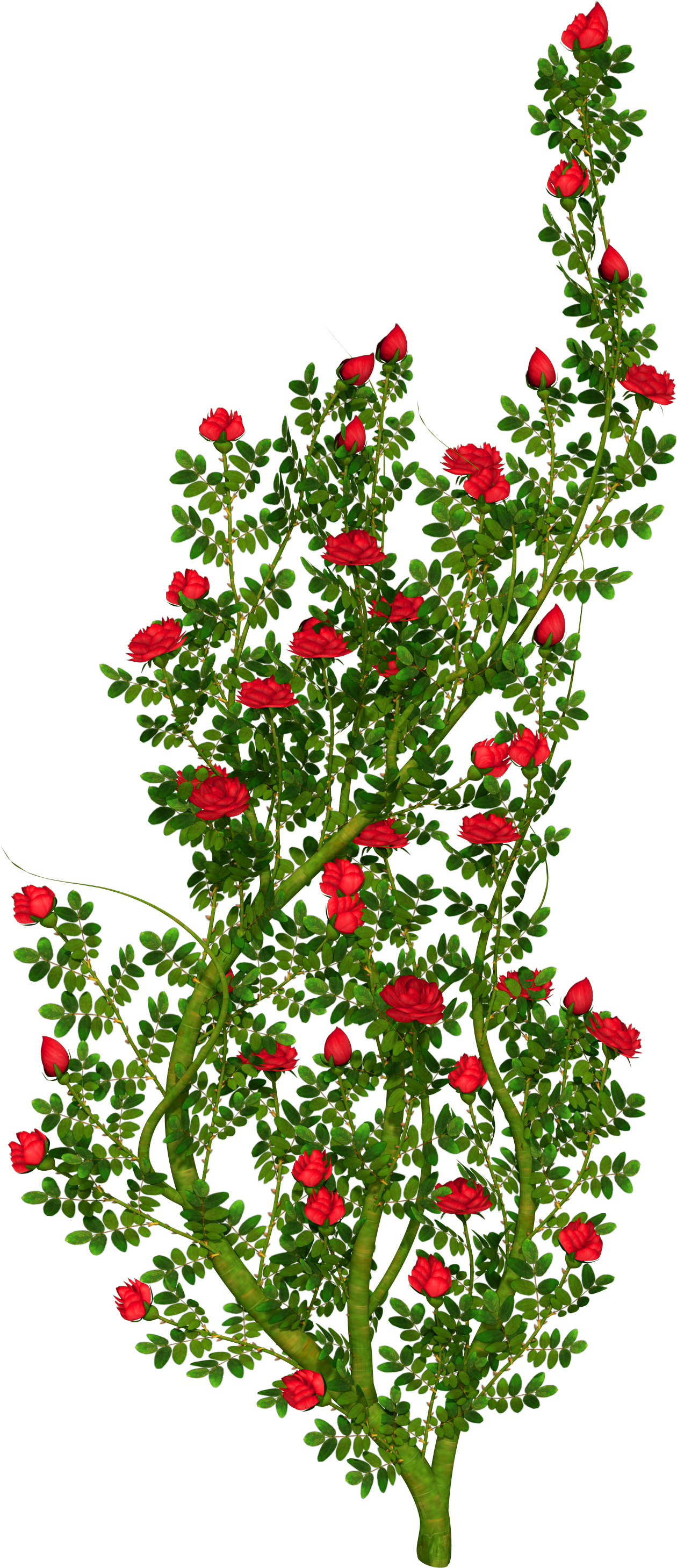 Shrub Clipart Rose Plant - Rose Bush Clip Art (1800x3000), Png Download