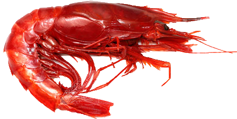Red Shrimp Png Pic - Red Shrimp Png (500x286), Png Download