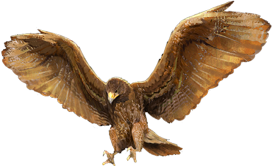 Golden Eagle (558x352), Png Download
