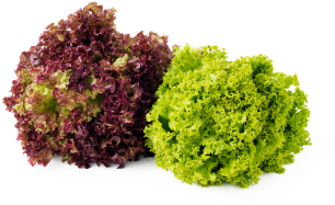 Leafy Fresh Red & Green Coral Lettuce - Red And Green Coral Lettuce (585x390), Png Download